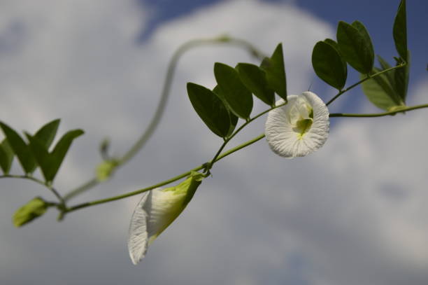 Ivy Flowers, Close-up stock photo