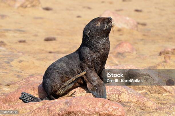 Guarnizioni Baby - Fotografie stock e altre immagini di Animale appena nato - Animale appena nato, Animale selvatico, Fauna selvatica