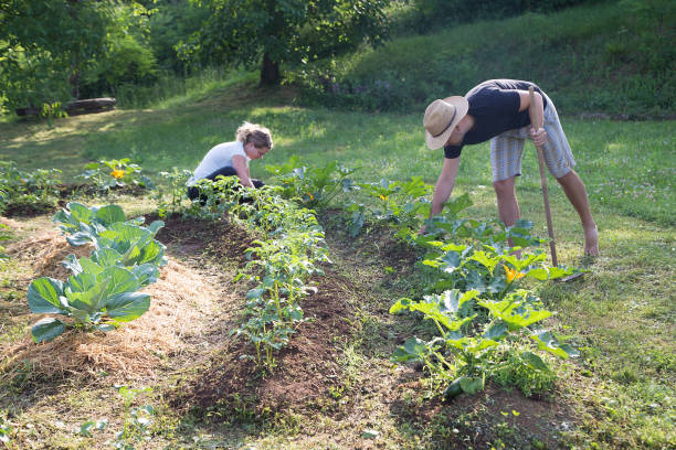 Couple Working in a Home Grown Vegetable Garden Young man and woman Working in a Home Grown Vegetable Garden garden hoe photos stock pictures, royalty-free photos & images