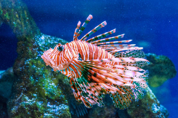 istock Lionfish Pterois volitans swims 1207515944
