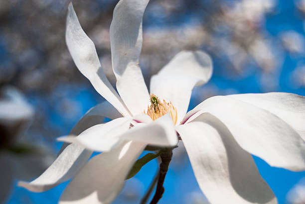zarte blüten der blühende magnolie - sweet magnolia tree blossom white stock-fotos und bilder