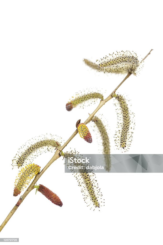 willow Pussy -willow in bloom on white background Willow Tree Stock Photo