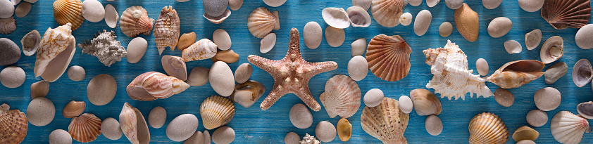 Beautiful background of sea shells and starfish on a blue background. Horizontal panorama