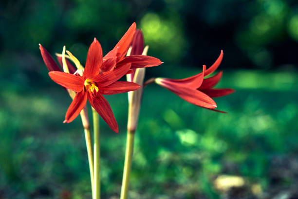 Red Azucenite (Bifid Rhodophiala) in blom. Forest background with beautiful bokeh. Endemic flower of the province of Buenos Aires, Argentina.