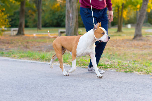 istock Staffordshire bull terrier running with his owner 1207517608