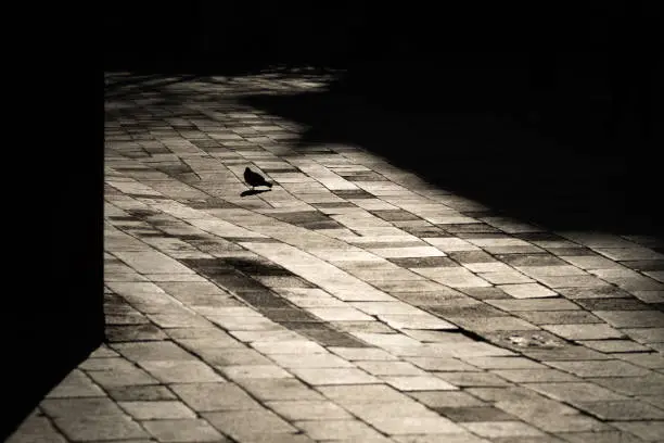 Photo of A small pigeon on a cobbled street in Venice
