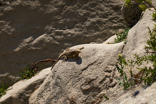 A lizard heating up on the stone.Lizard heats up on the stone
