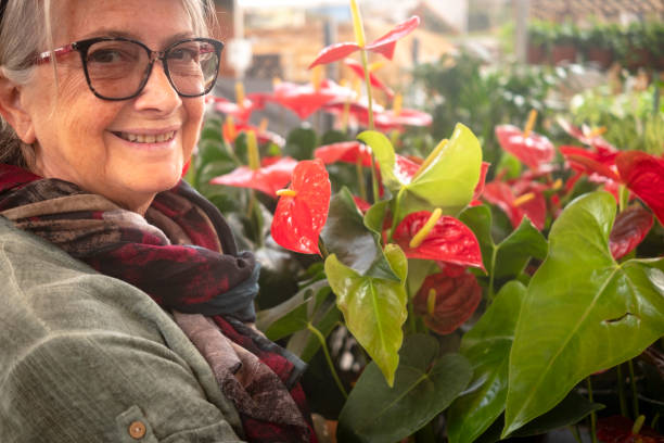 nahaufnahme porträt einer seniorin, die eine pflanze von anthurium mit roten blume herz geformt. - rosemary flower single flower flower head stock-fotos und bilder