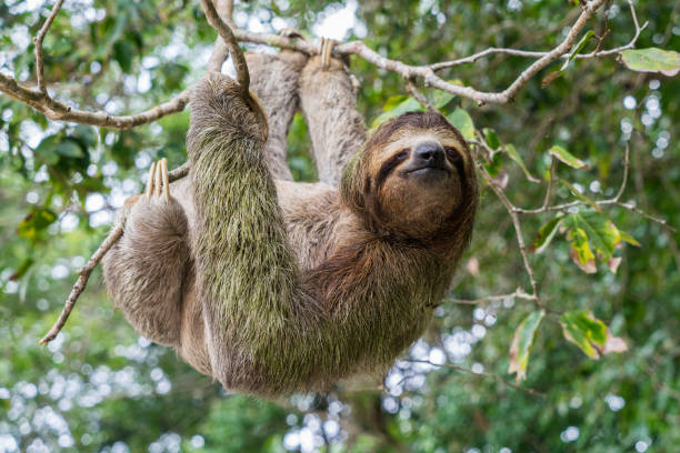 bradipo costaricano appeso all'albero - tropical rainforest rainforest costa rica tree area foto e immagini stock