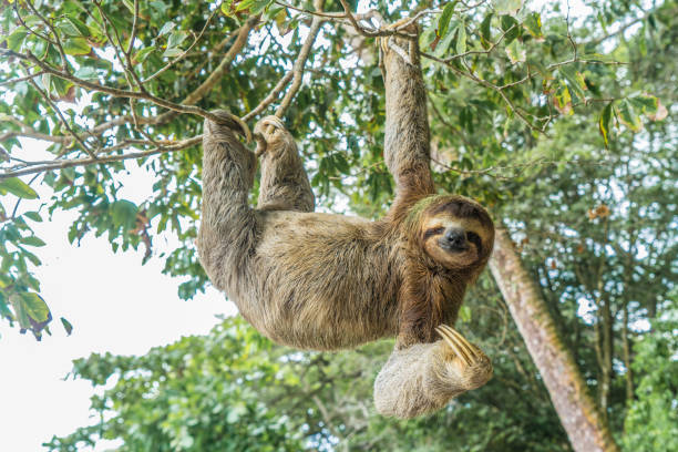 perezoso de costa rica colgado de árbol - pereza fotografías e imágenes de stock