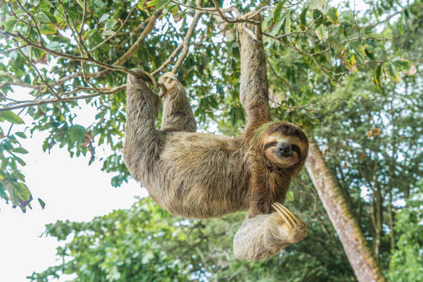 kostaryka lenistwo wiszące na drzewie - jałowy zdjęcia i obrazy z banku zdjęć