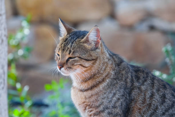 istock beautiful cat portrait 1207519627