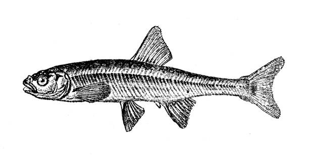 200+ Minnow Drawing Stock Illustrations, Royalty-Free Vector