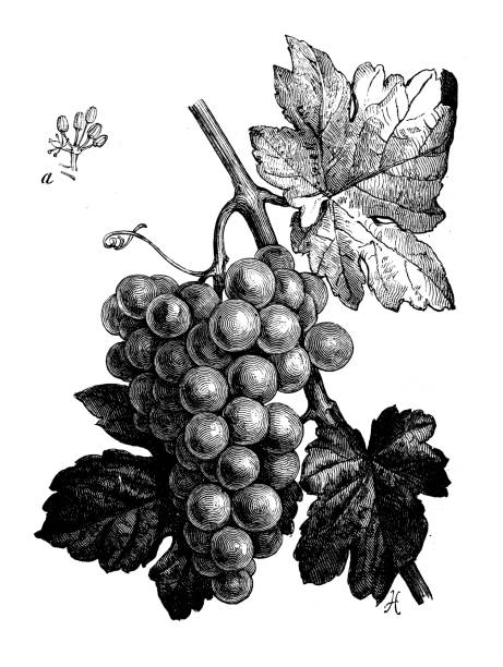 Antique botany illustration: Grape Antique botany illustration: Grape vine plant illustrations stock illustrations