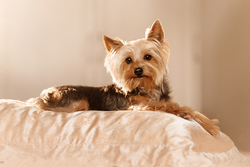 yorkshire terrier dog lying down on the bed indoors