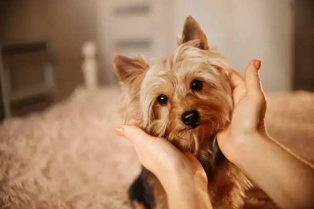 Photo of yorkshire terrier dog portrait indoors with owner caressing his head