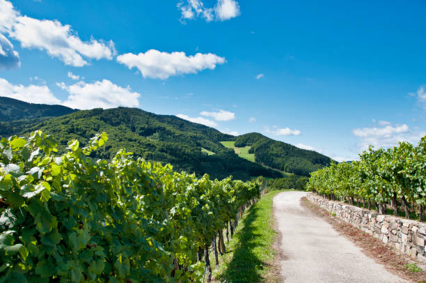 Typical landscape in the Danube valley - "Spitz an der Donau" Typical landscape in the Danube valley - "Spitz an der Donau" danube valley stock pictures, royalty-free photos & images