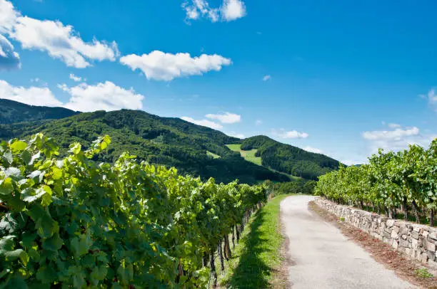 Typical landscape in the Danube valley - "Spitz an der Donau"