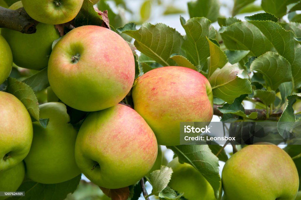 Ripe apples on the tree Austria Stock Photo