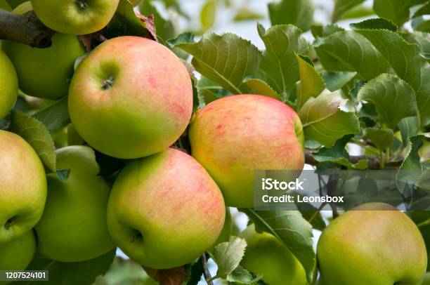 Ripe Apples On The Tree Stock Photo - Download Image Now - Austria, Crop - Plant, Food and Drink