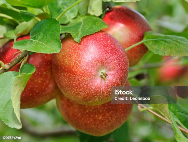 Ripe Apples On The Tree Stock Photo - Download Image Now - Austria, Danube Valley, Fruit Tree