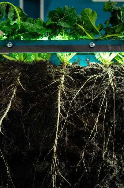 istock Close-up of plant root system. 1207524448