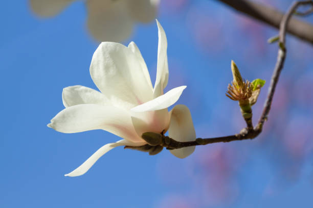 расцвел цветок белой магнолии - plant white magnolia tulip tree стоковые фото и изображения