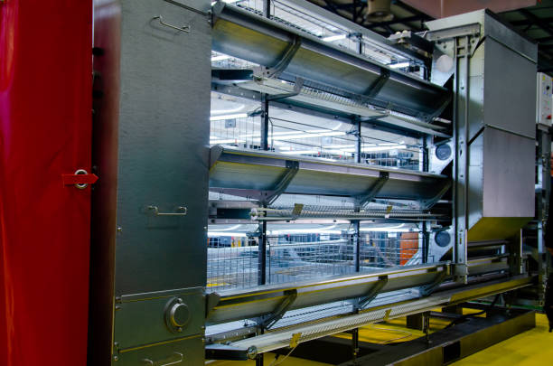 istock New Farming Poultry Broiler Chicken Cage 1207524665