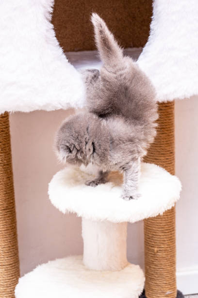 istock Newborn, Brown, Scottish Fold Kitten playing at cat house 1207525985