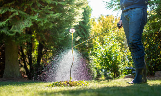 istock Spraying weeds in the garden. 1207526757