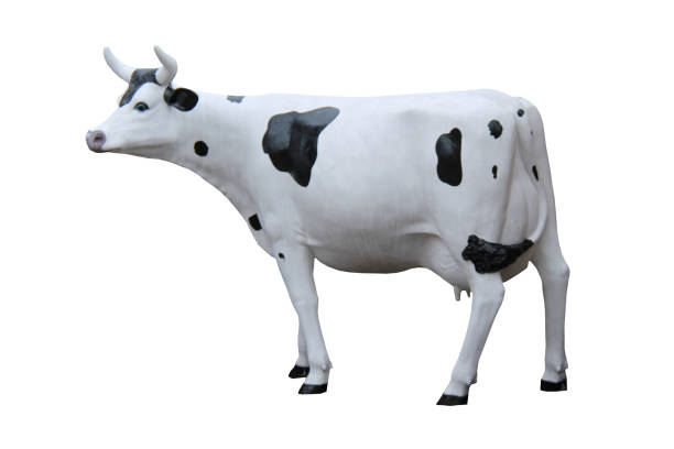 Model Cow. stock photo