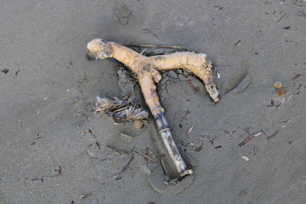 istock Strange wood on sand on the beach 1207528017