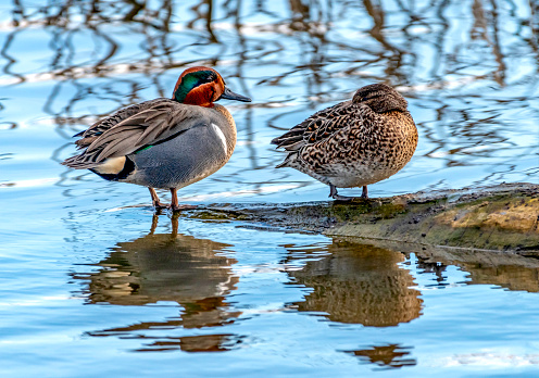 A Pair of Green Winged Teal Ducks Rest on a small sandbar