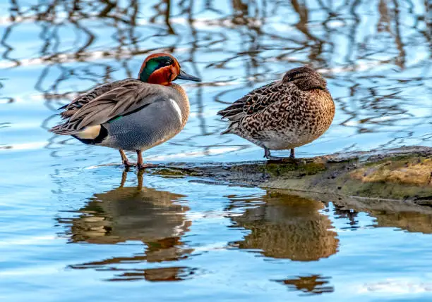 Photo of Resting Ducks