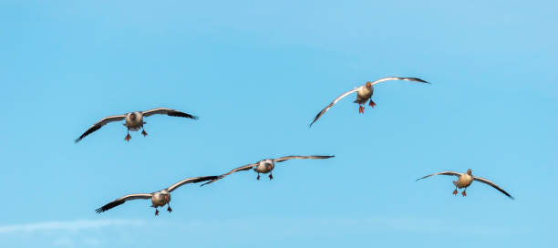istock Flying group of Snow Geese 1207528464