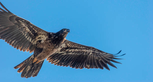 istock Super Close to the Flying Juvenile Bald Eagle 4 1207529682