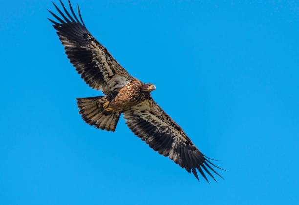 istock Close Up of a Flying Juvenile Bald Eagle 1207529848