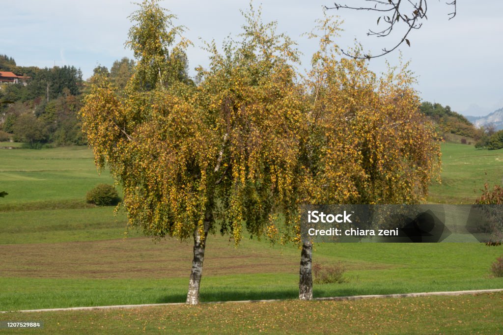 Brentonico town, in Trentino Alto Adige Brentonico town, in Trentino Alto Adige, beautiful place for tourism and trekking and to  stay in the nature Animal Stock Photo