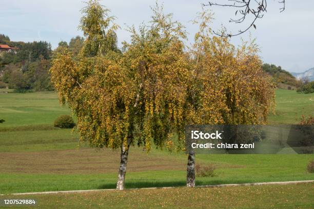 Brentonico Town In Trentino Alto Adige Stock Photo - Download Image Now - Animal, Autumn, Bird