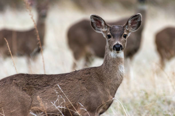 istock Ears of a Deer 1207530040