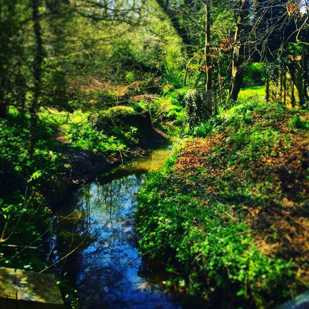 Photo of the forest in East Sussex, UK. Greenery, rivers, trees, and footpaths. Taken during bloom in early spring