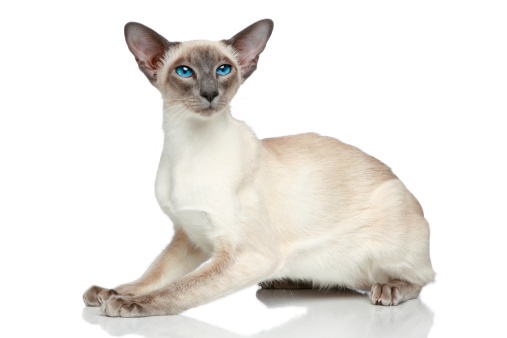Oriental Blue-point siamese cat sitting on a white background
