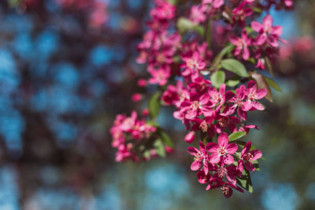 istock Fairy spring background with blue sky and blooming branch of apple tree with pink saturated flowers and small fresh leaves - looks happy and peaceful 1207530891