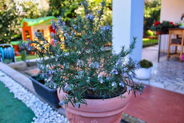 istock flowers in pots 1207531997