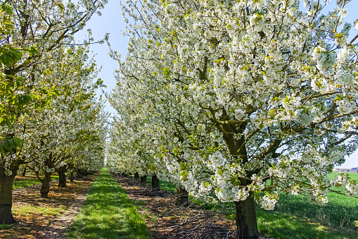 Spring blossom of cherry trees in orchard, fruit region Haspengouw in Belgium, nature landscape