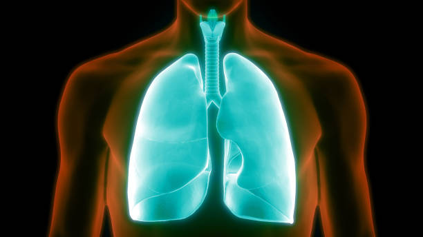 istock Human Respiratory System Lungs Anatomy 1207532237
