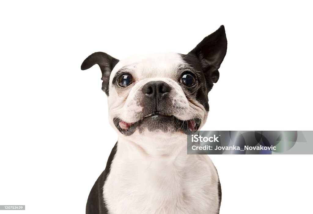 Feliz Boston Terrier perro - Foto de stock de Perro libre de derechos