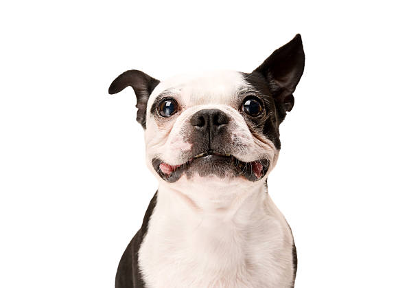 Happy Boston Terrier Dog on White Background Happy Boston Terrier Dog on White Background hound stock pictures, royalty-free photos & images