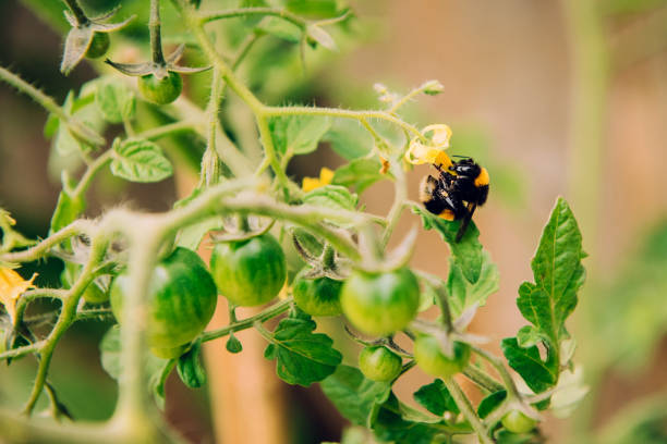 A Bee Pollinating a Tomato Plant A bee pollinating a flower on a tomato plant with green unripe tomatoes on the plant. tomato plant stock pictures, royalty-free photos & images