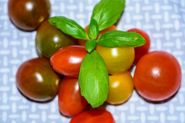 Group of Cherry Tomatoes with a sprig of basil herb
